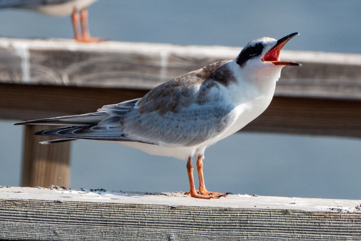 Forster's Tern - Gerald McGee