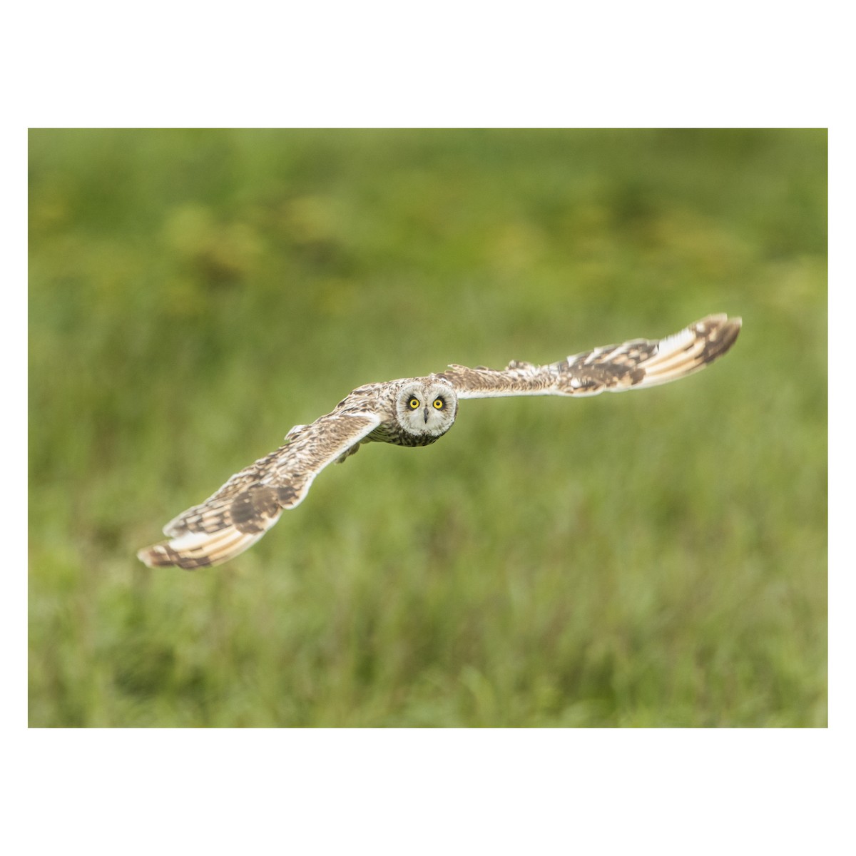 Short-eared Owl - Wolfe R