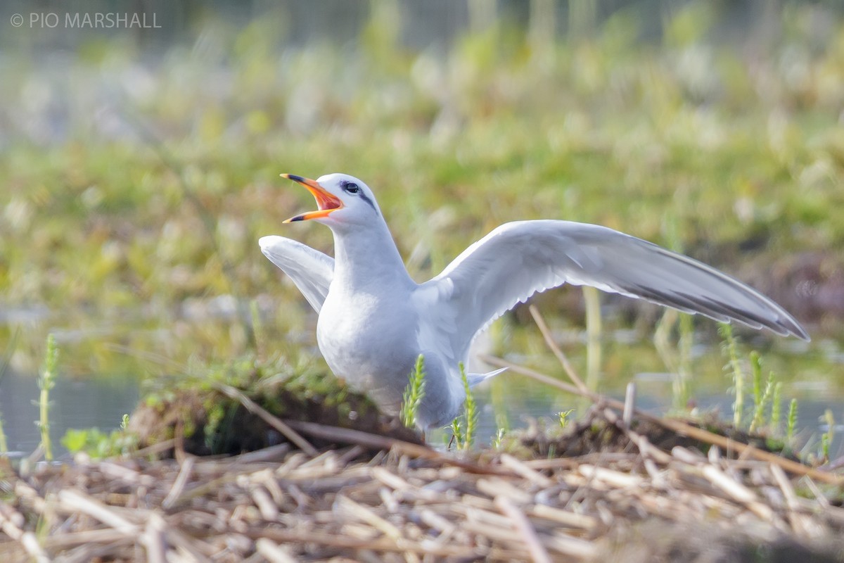 Snowy-crowned Tern - ML109017721