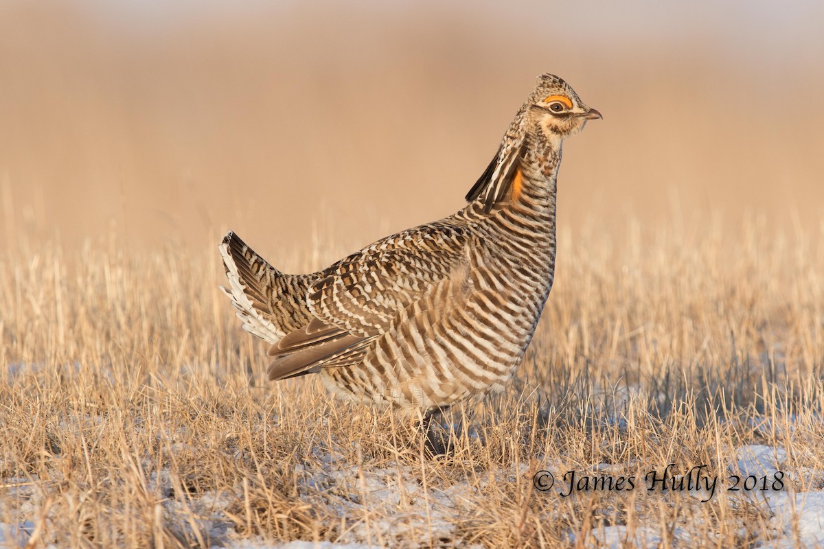 Greater Prairie-Chicken - Jim Hully