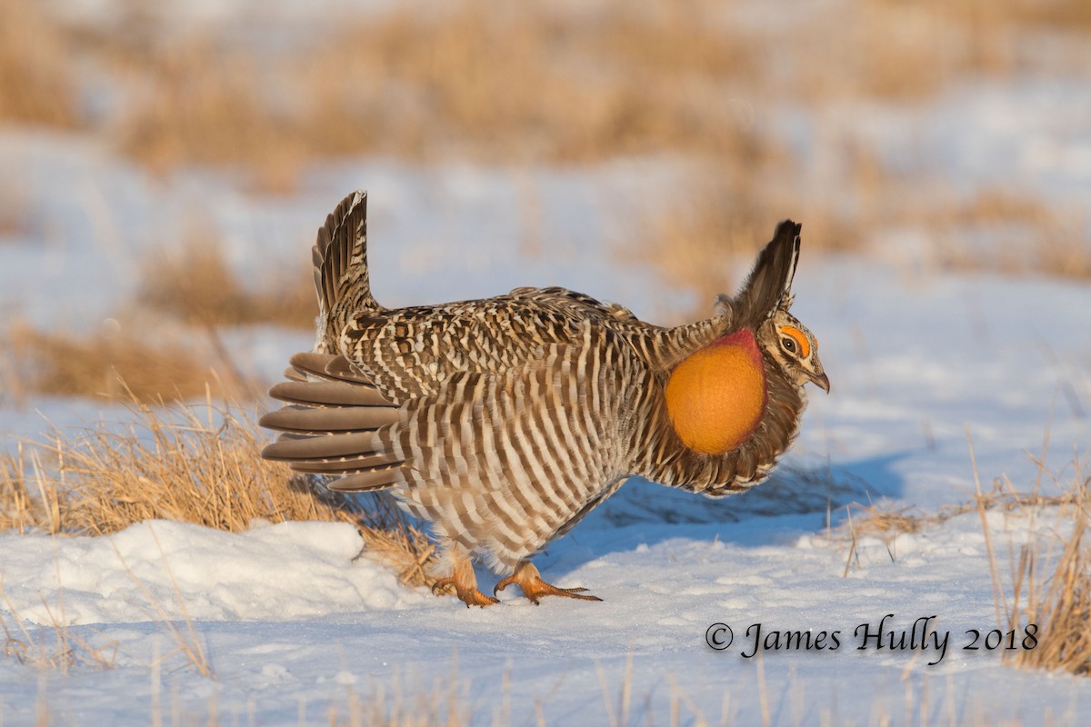 Greater Prairie-Chicken - Jim Hully