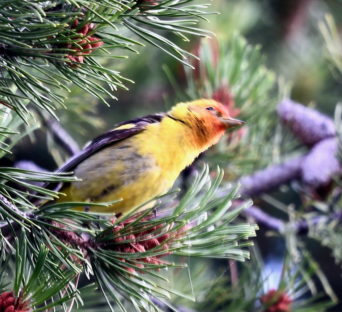 Western Tanager - ML109018951