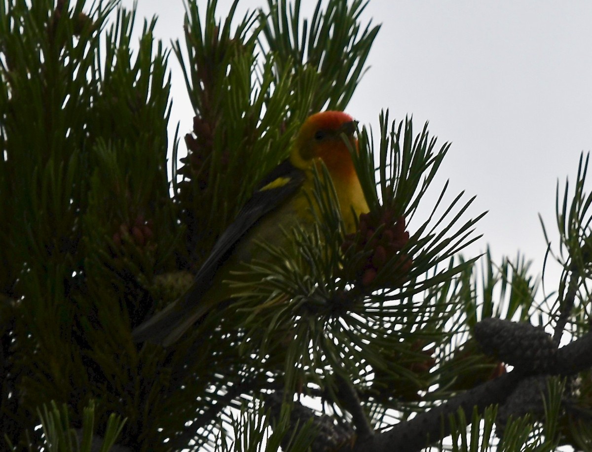 Western Tanager - ML109019001