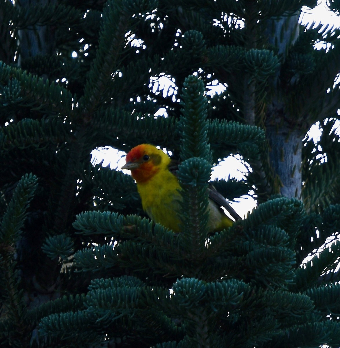 Western Tanager - ML109019061