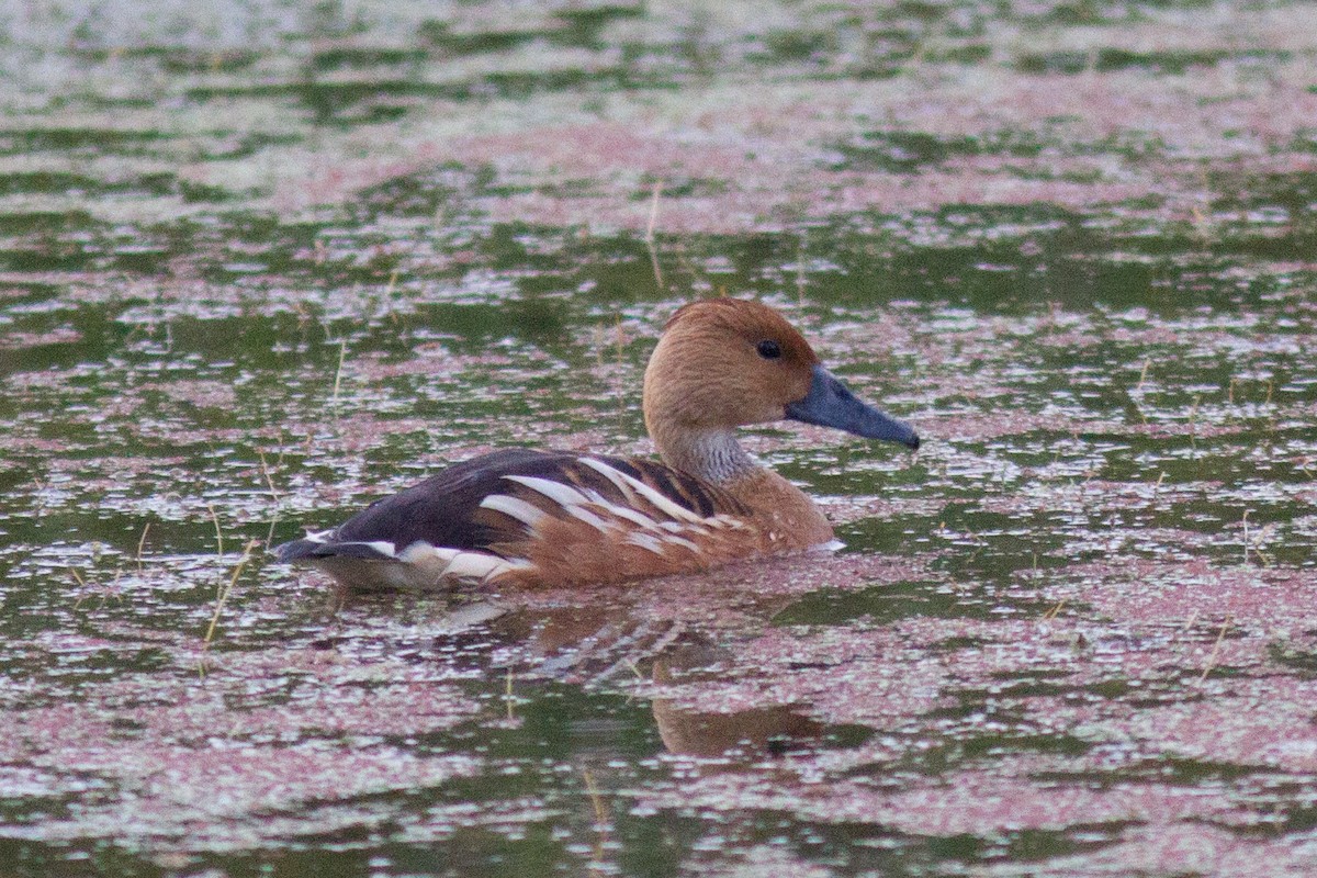Fulvous Whistling-Duck - ML109022511