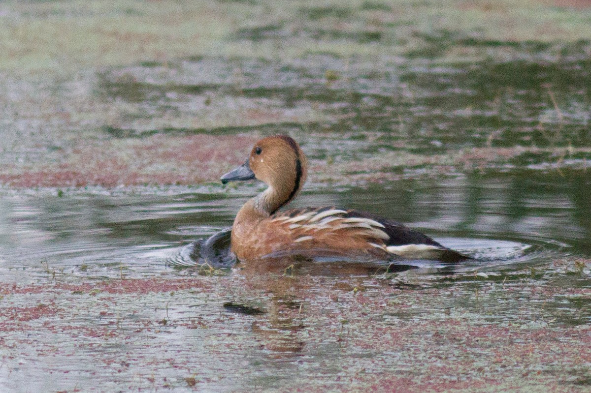 Fulvous Whistling-Duck - ML109022561