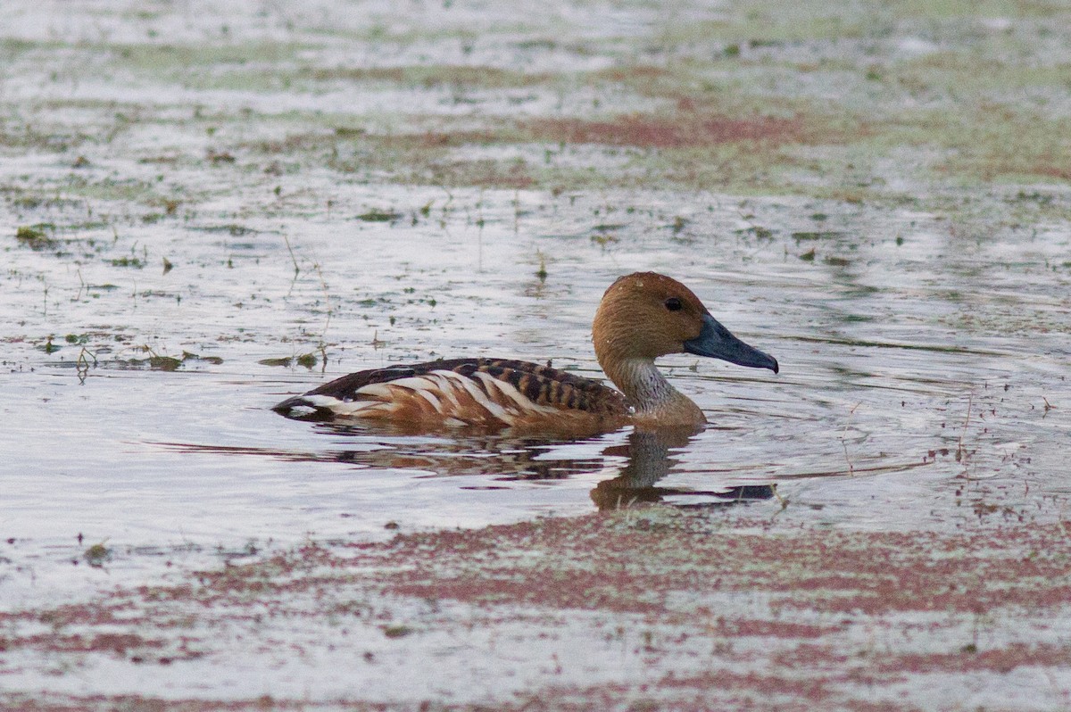 Fulvous Whistling-Duck - ML109022571