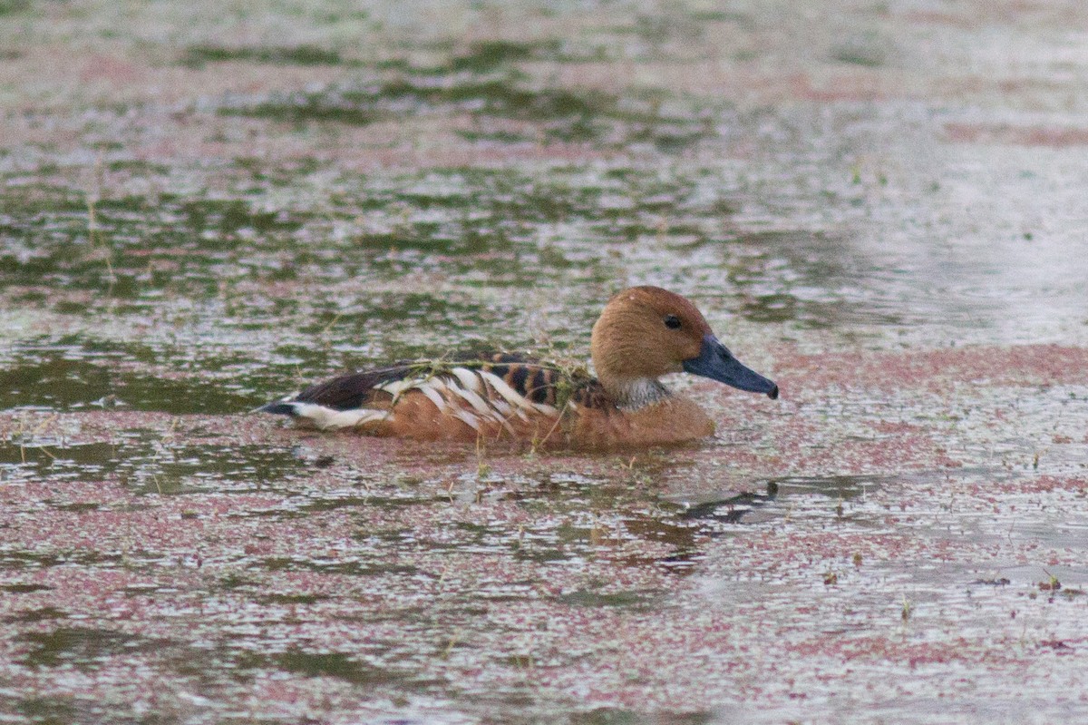 Fulvous Whistling-Duck - ML109022591