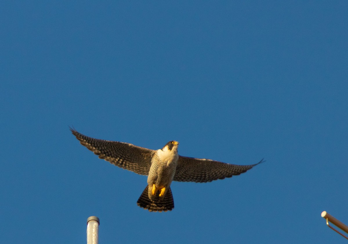 Peregrine Falcon (South American) - ML109025851