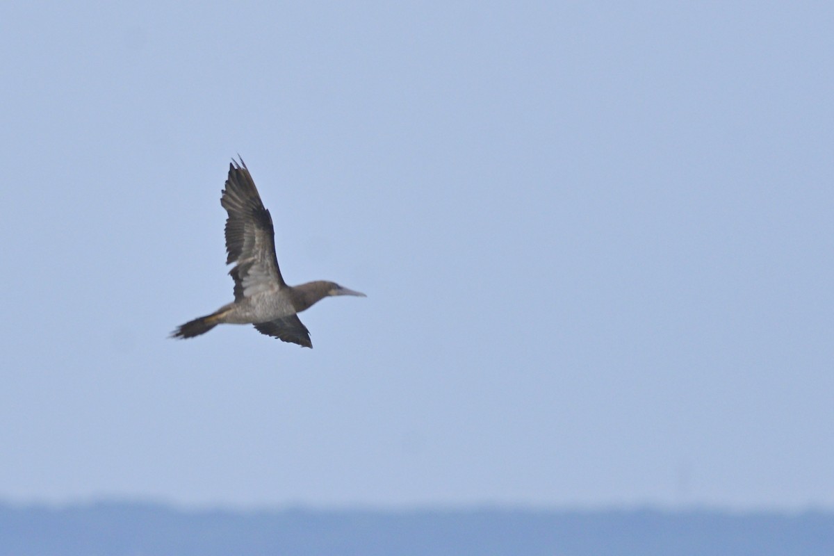 Brown Booby - ML109029941