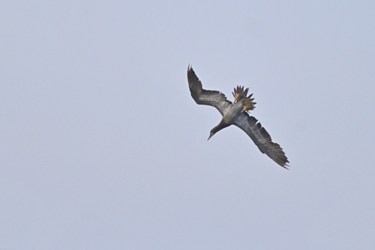 Brown Booby - ML109029961