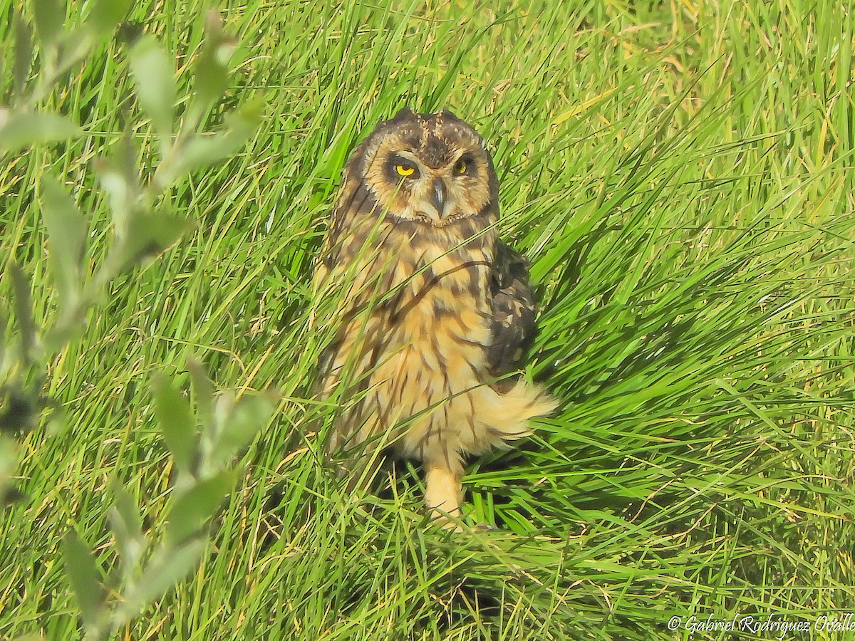 Short-eared Owl - ML109030281