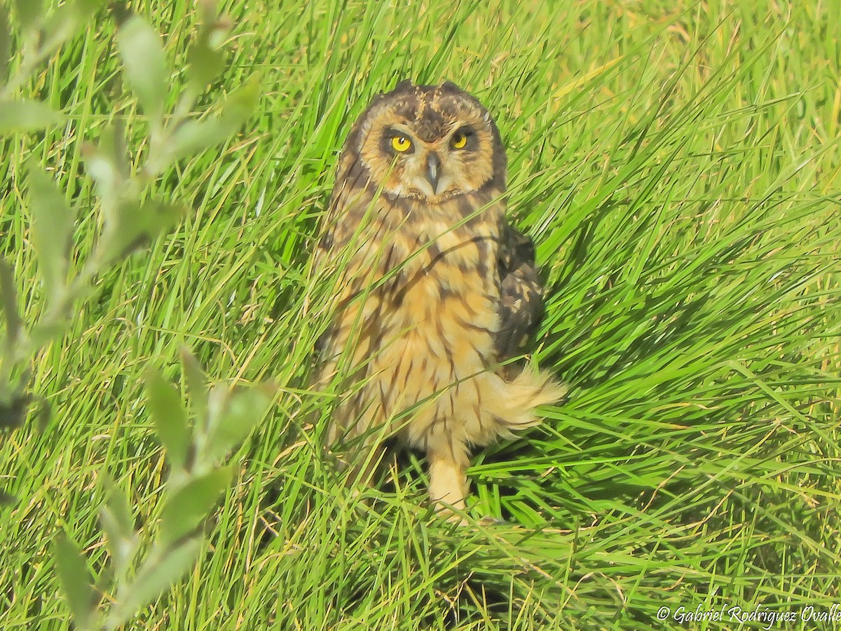 Short-eared Owl - ML109030291