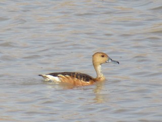 Fulvous Whistling-Duck, ML109034081