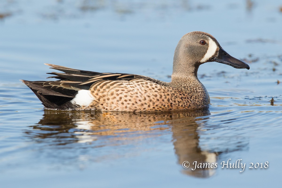 Blue-winged Teal - ML109042211