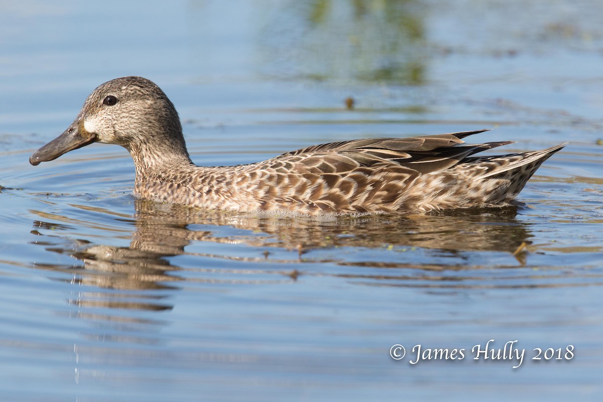Blue-winged Teal - ML109042231