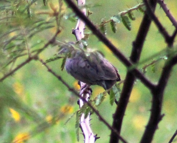 Plain-breasted Ground Dove - ML109045721