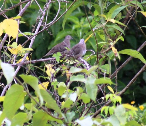 Plain-breasted Ground Dove - ML109045801