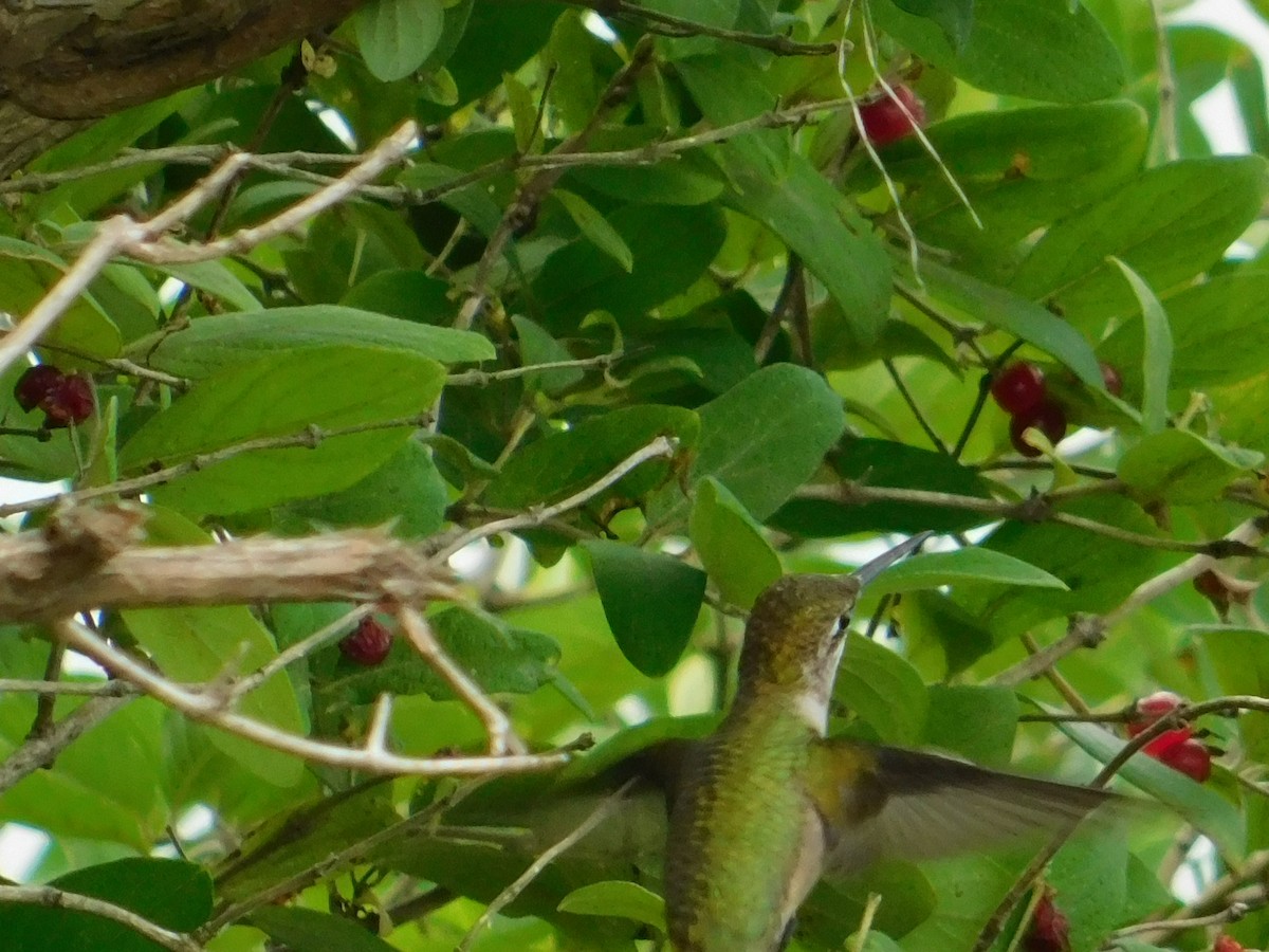 Ruby-throated Hummingbird - Luis Mendes