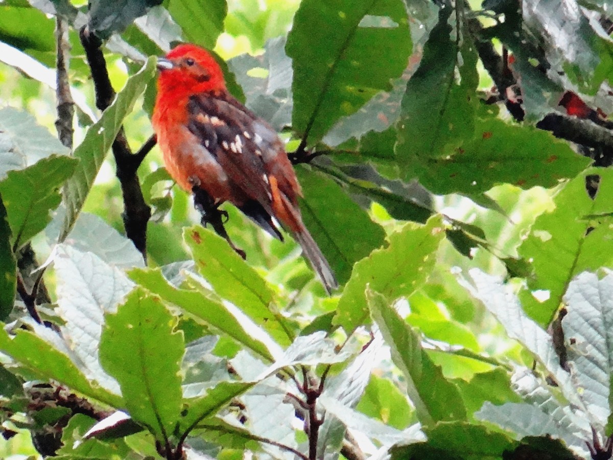 Flame-colored Tanager - ML109048341
