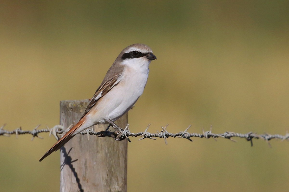 Red-tailed Shrike - António Gonçalves