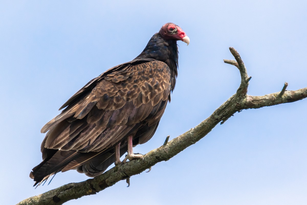 Turkey Vulture - Brad Imhoff