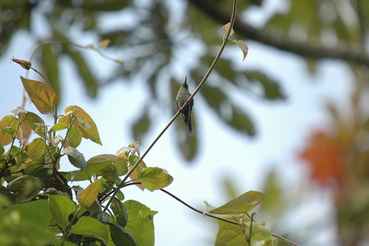 Long-tailed Sylph - Juan Escudero