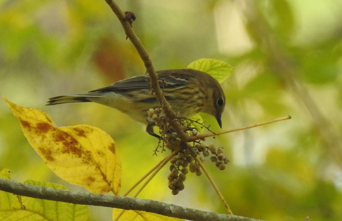 Yellow-rumped Warbler (Myrtle) - ML109055761