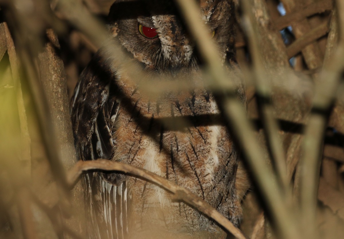 Madagascar Scops-Owl (Torotoroka) - Kathleen Keef