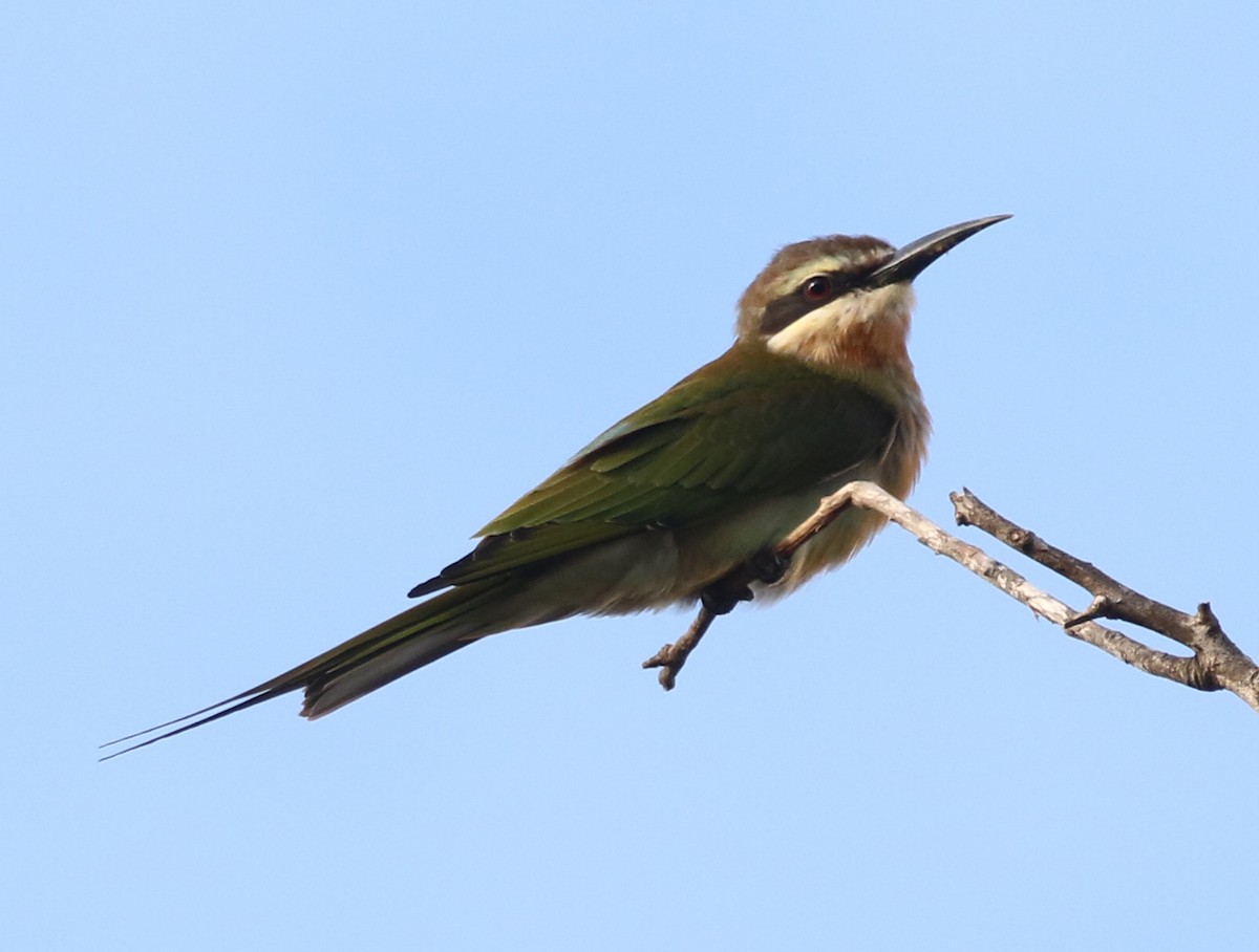 Madagascar Bee-eater - Kathleen Keef