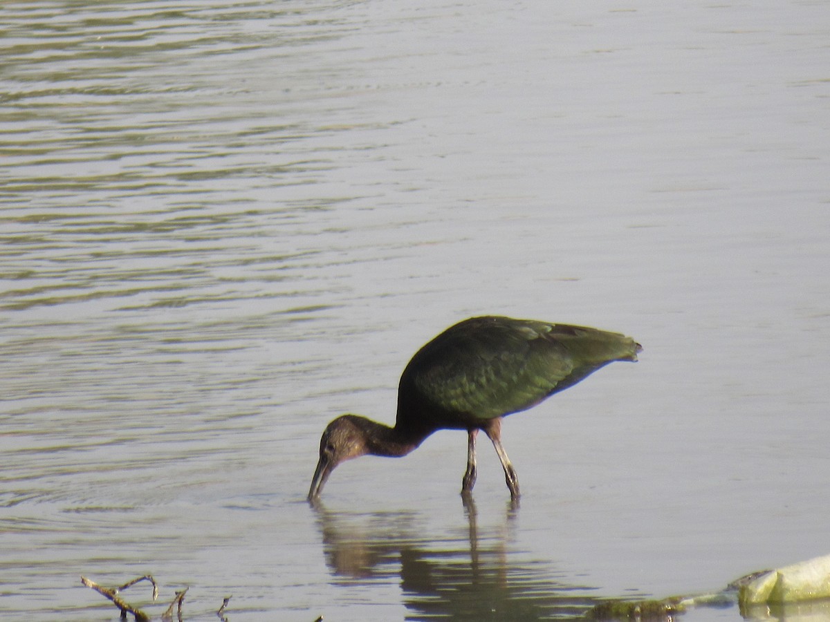 White-faced Ibis - Kyle Clements