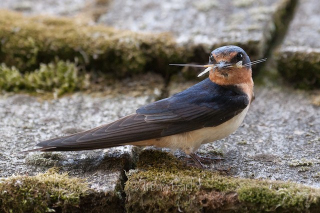 Barn Swallow with prey item. - Barn Swallow - 