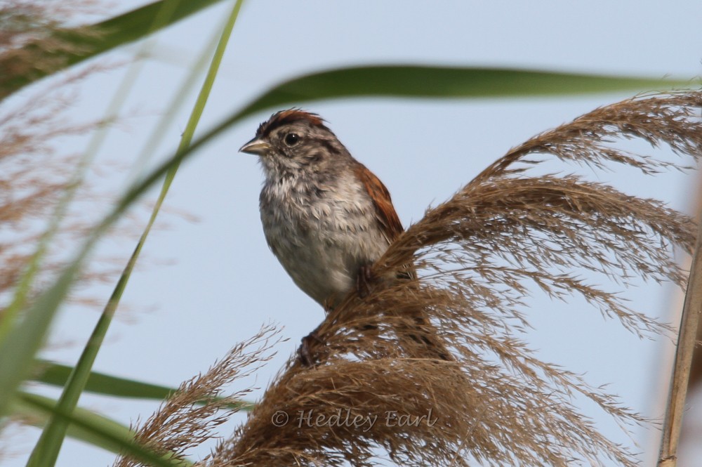 Swamp Sparrow - Hedley & Irena Earl