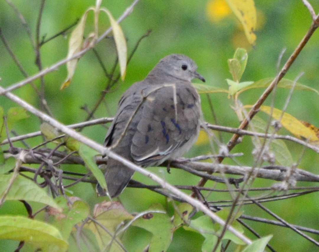 Plain-breasted Ground Dove - ML109062791