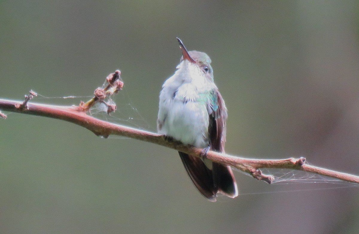 Azure-crowned Hummingbird - Jessie Stuebner