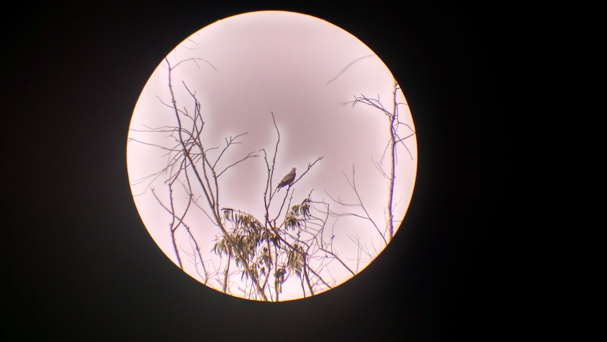 Band-tailed Pigeon - Amanda Preece