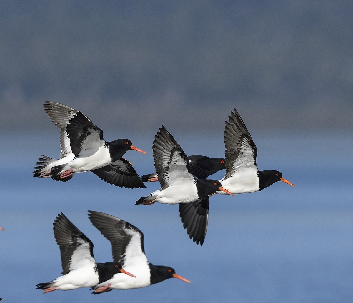 Pied Oystercatcher - Greg & Jeanette Licence