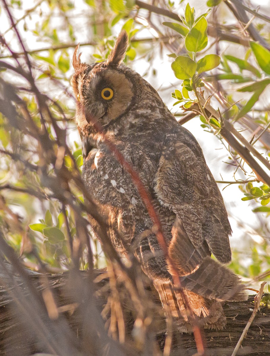 Long-eared Owl - Cameron Cox