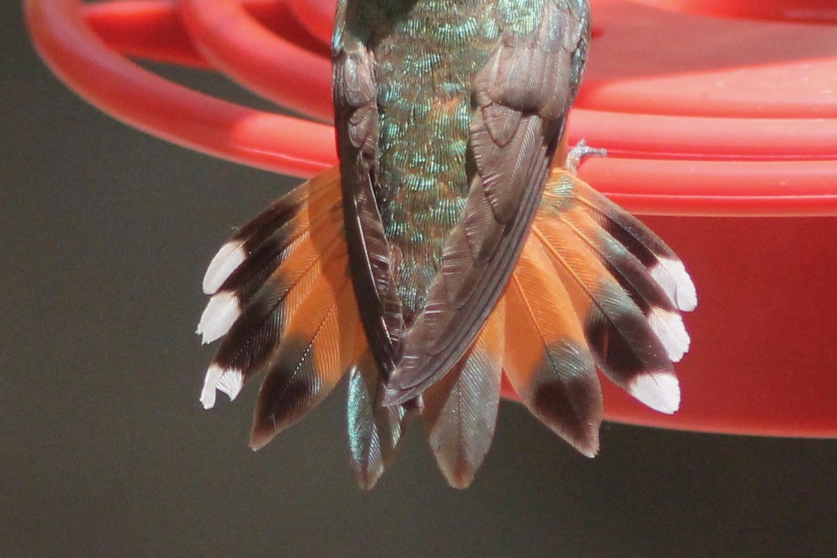 Rufous Hummingbird - Edward Landi