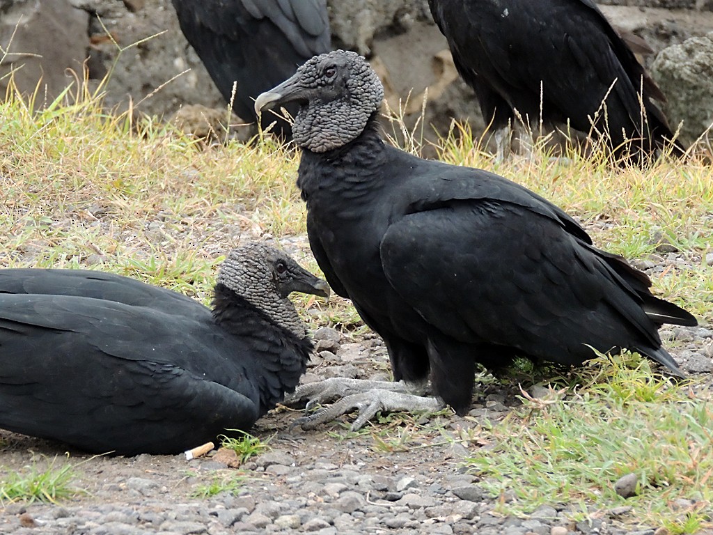 Black Vulture - Richard Garrigues