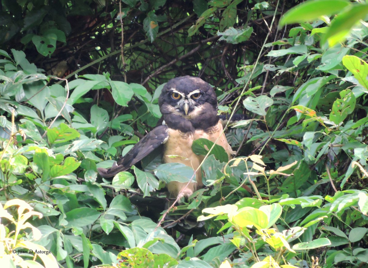 Spectacled Owl - ML109076681