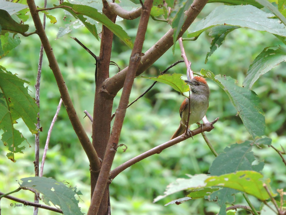 Pale-breasted Spinetail - ML109076721