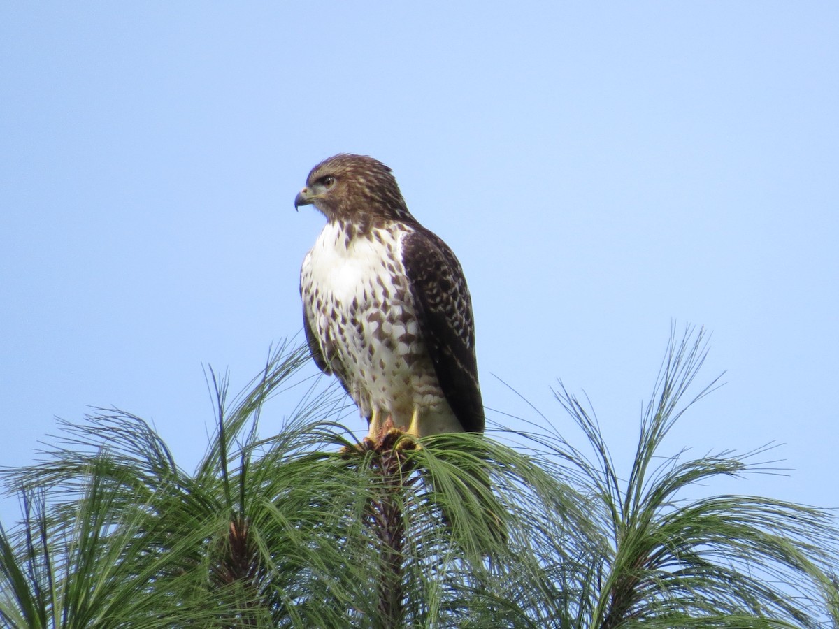 Red-tailed Hawk (kemsiesi/hadropus) - ML109084851