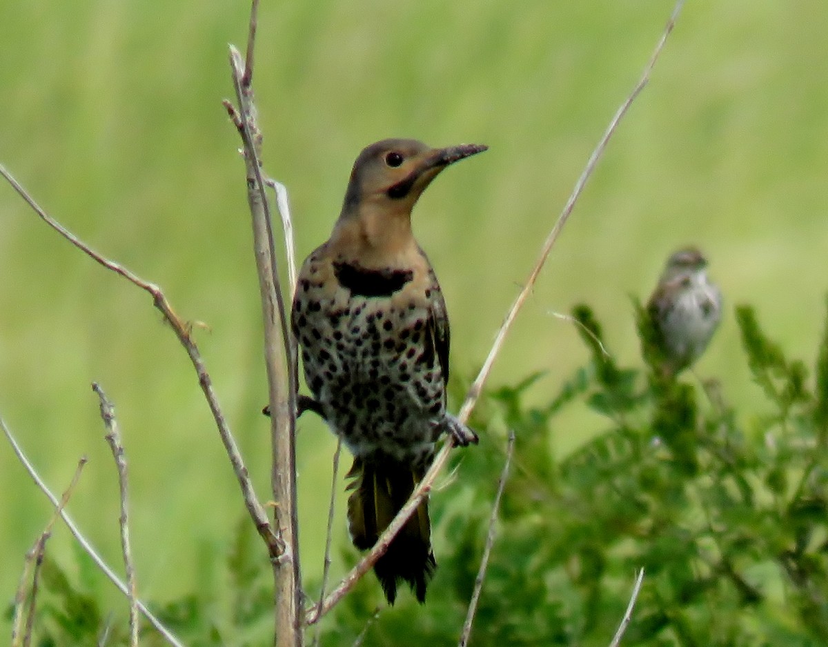 Northern Flicker - Patricia and Richard Williams
