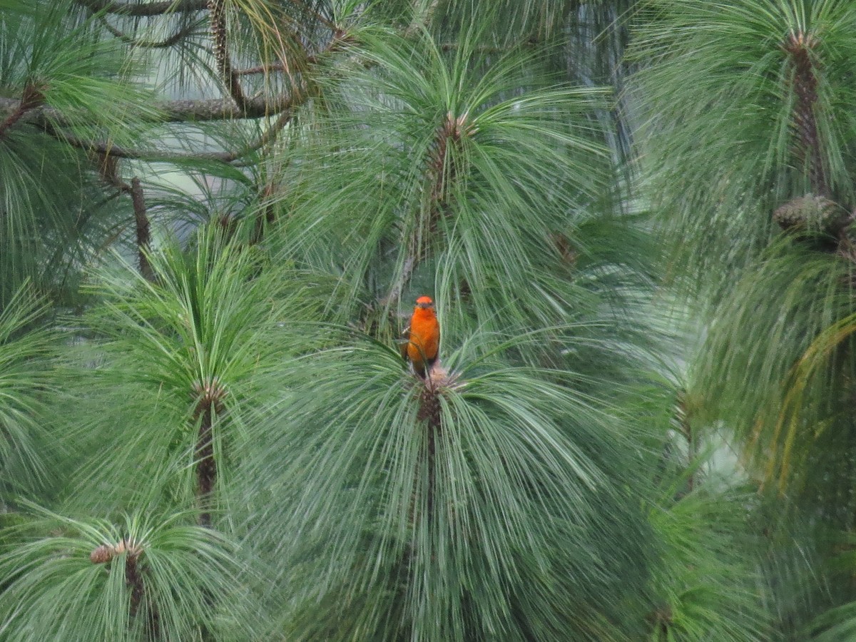 Flame-colored Tanager - ML109085981