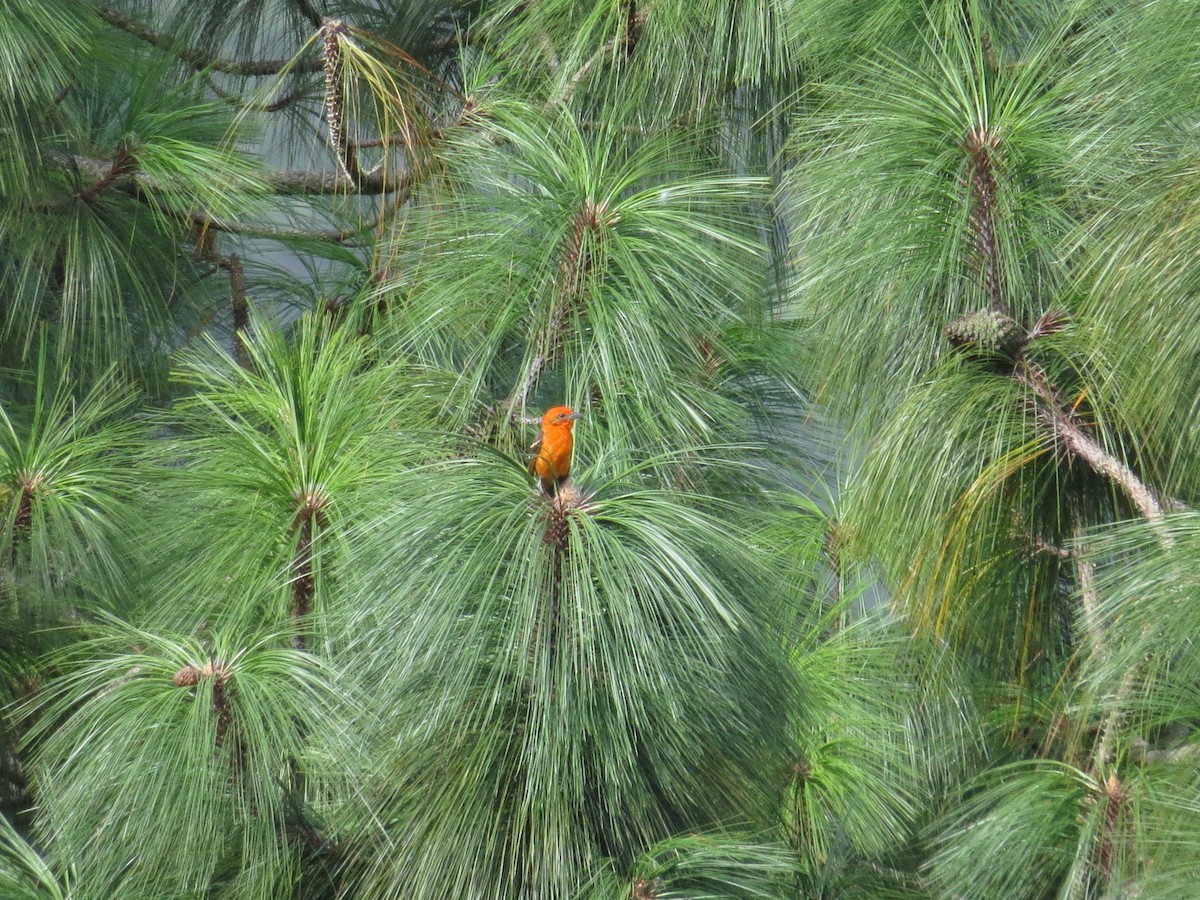 Flame-colored Tanager - ML109086021