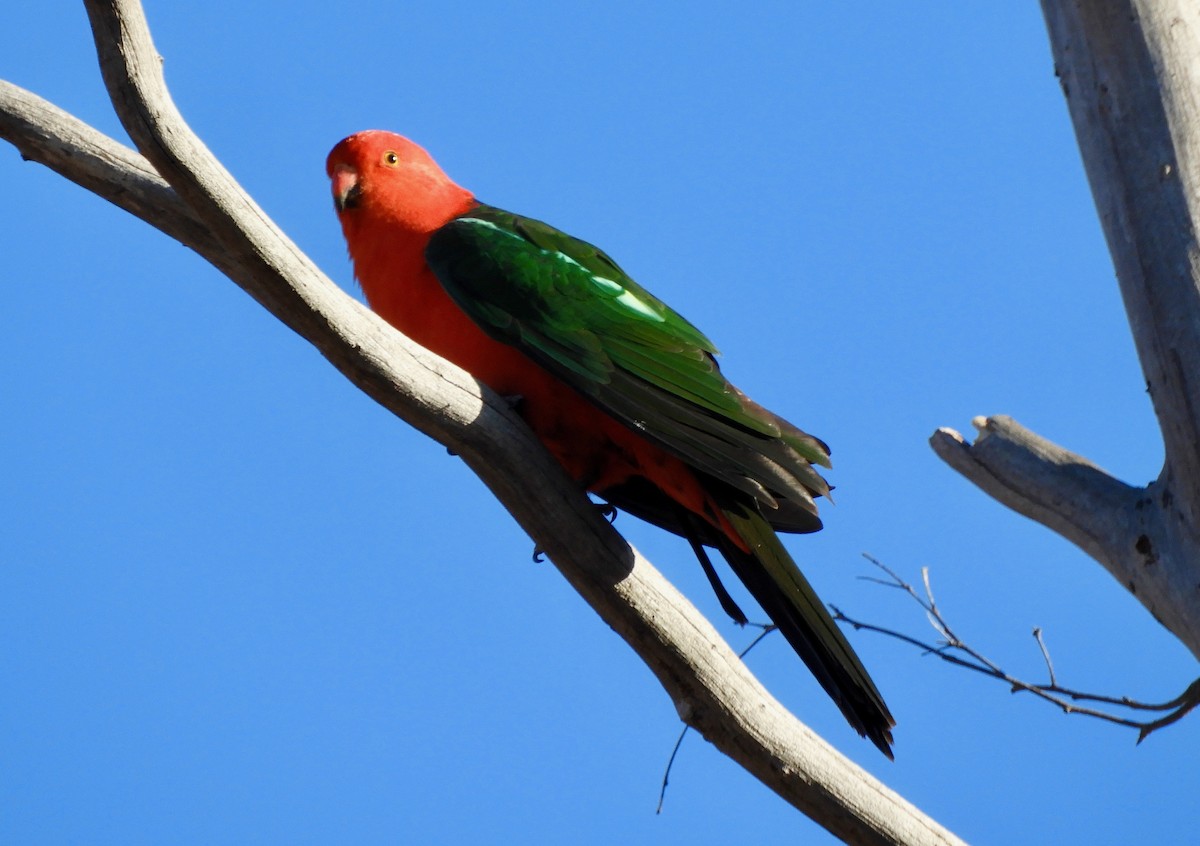 Australian King-Parrot - Anonymous