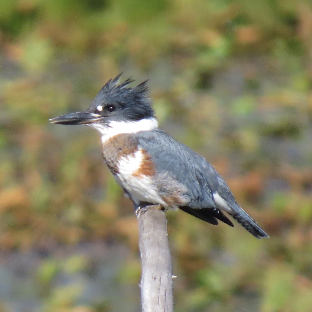 Belted Kingfisher - Cindy & Mike Venus