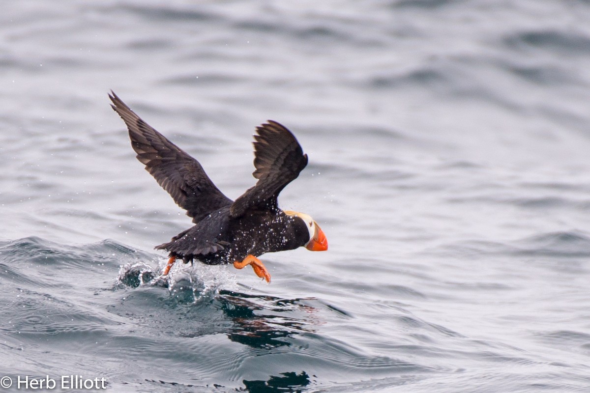 Tufted Puffin - ML109087431
