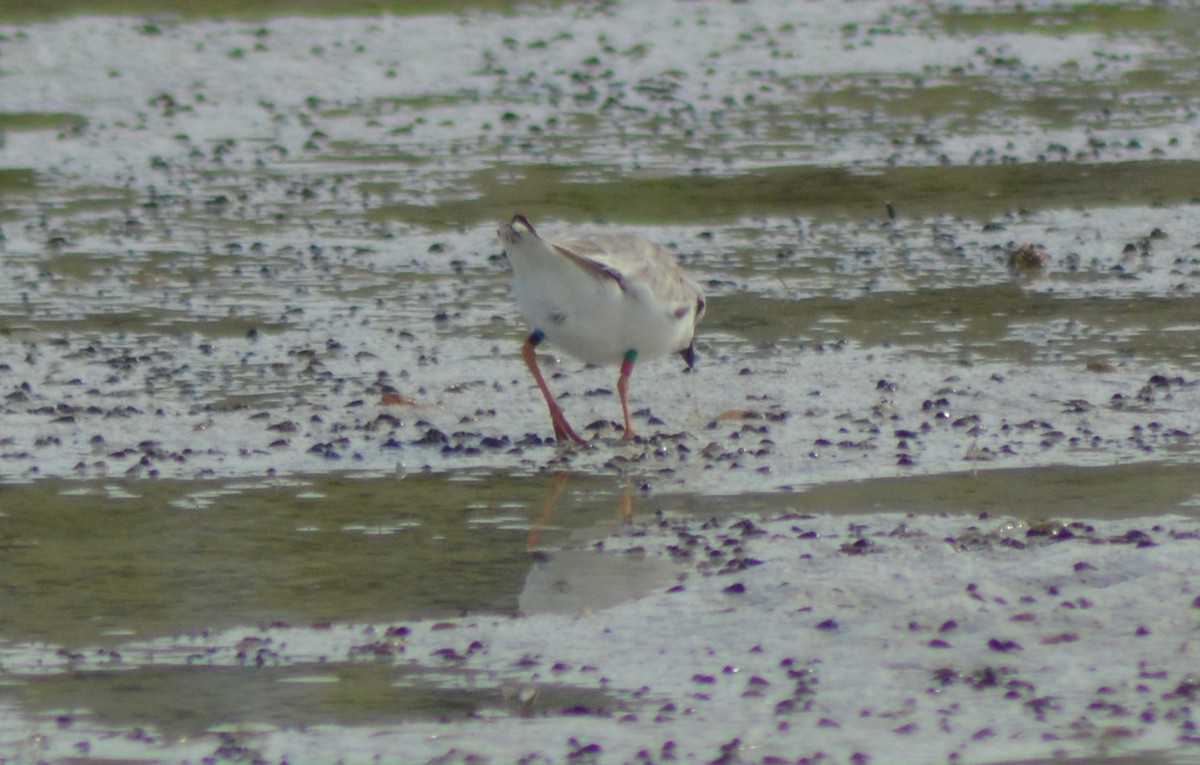 Piping Plover - ML109087791